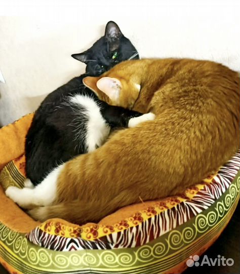 Спасеныши в поисках любящей семьи