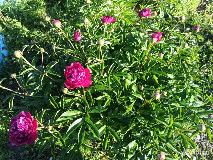 Гипсофила срез