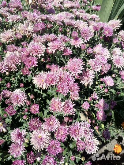 Хризантемы мультифлора