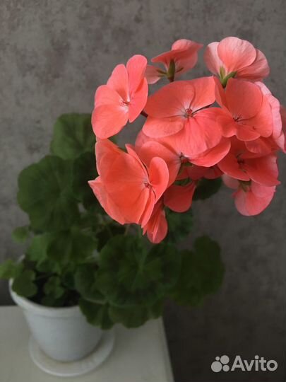Герань пеларгония