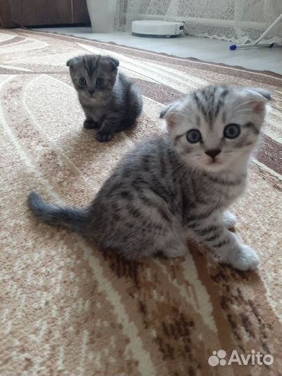 Шотландские вислоухие котята
