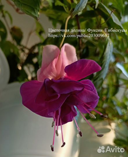 Фуксии сортовые, большой выбор сортов