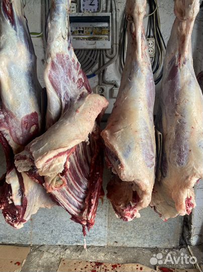 Продам мясо говядина
