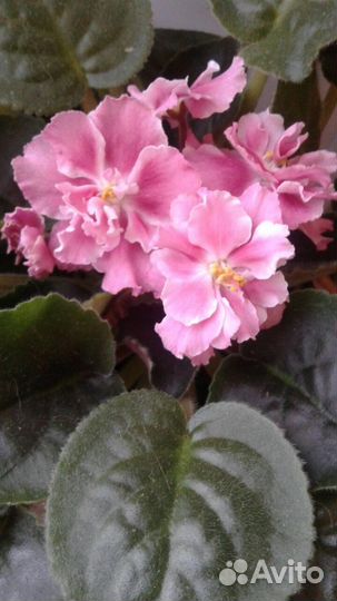 Фиалки махровые