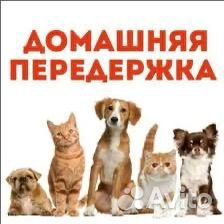 Передержка животных