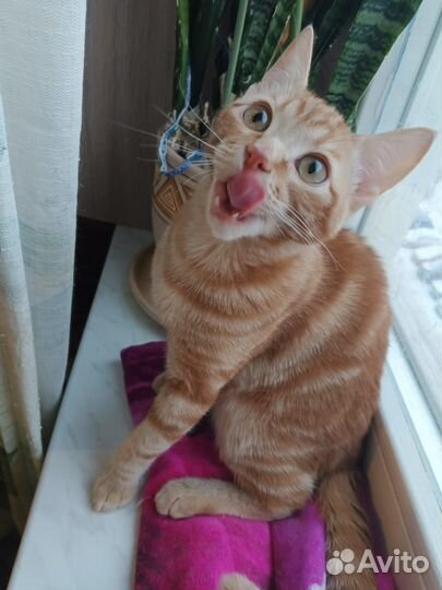 Весёлый и неугомонный рыжик