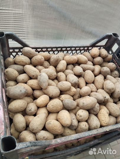 Картофель адретта на посадку