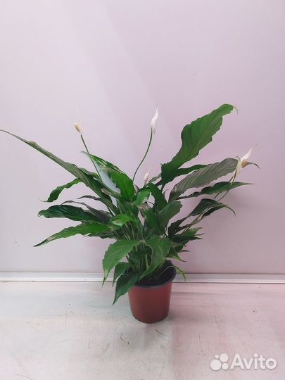 Спатифиллум Свит Сильвио