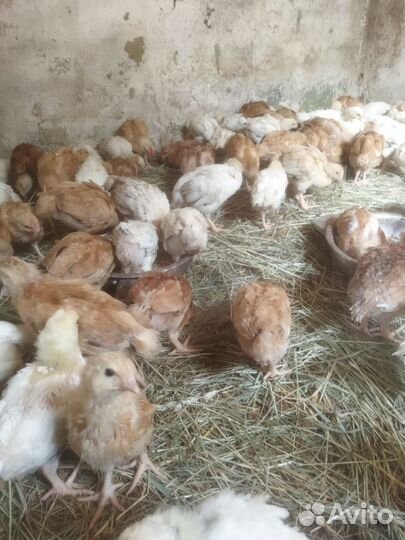 Цыплята несушки ломан браун