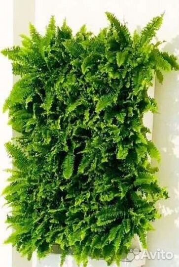 Живые растения для озеленение,фитомодулей,фитостен