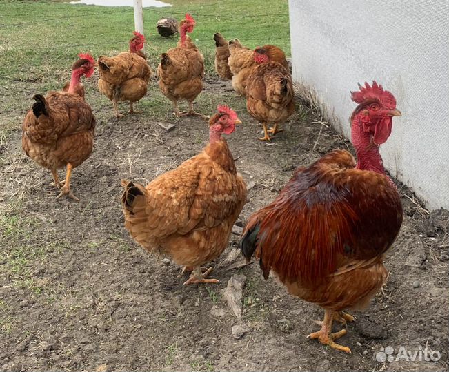 Голошейки.Яйцо на инкубацию