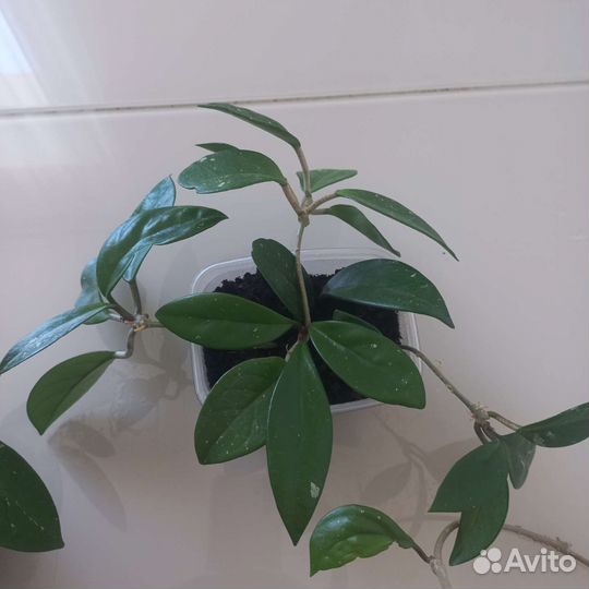 Хоя карноза Звёздная пыль