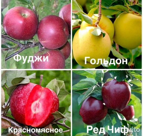 Саженцы плодовых деревьев