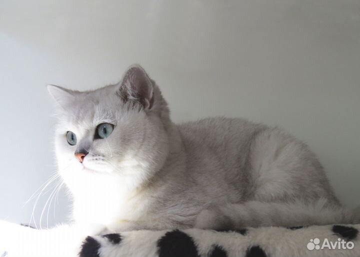 Шикарный британский кот