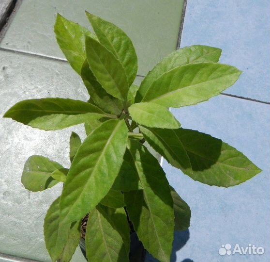 Джинура прокумбенс(Листья бога)