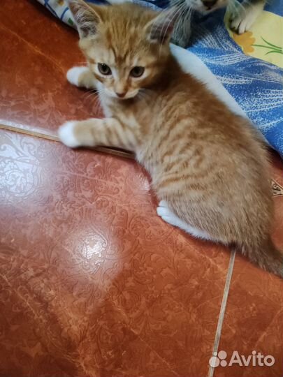 Рыжий котенок мальчик