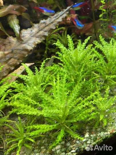 Аквариумные растения