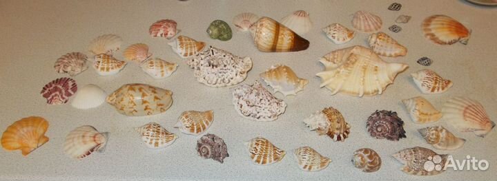 Морские ракушки