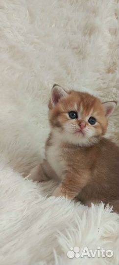 Британские котята золотая шиншилла