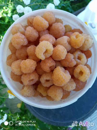 Жёлтая малина