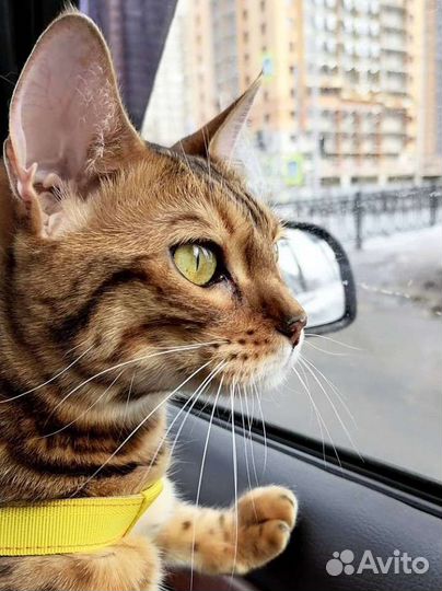 Бенгальская кошка