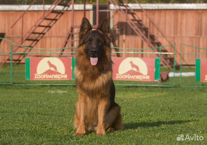 Кобели для вязки