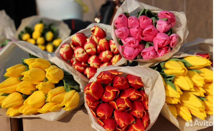 Тюльпаны оптом из своих теплиц