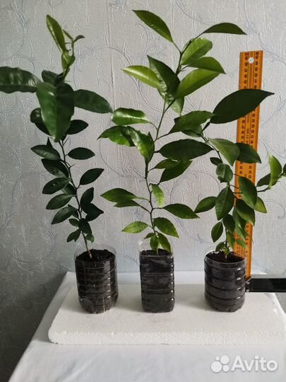 Мандариновое дерево