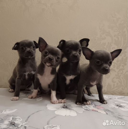 Щенки чихуахуа