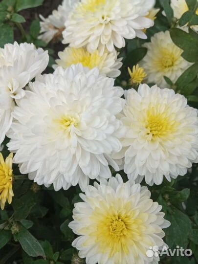 Корейские хризантемы