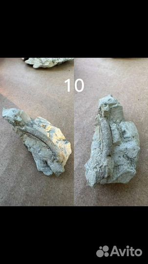 Интересные камни и окаменелости