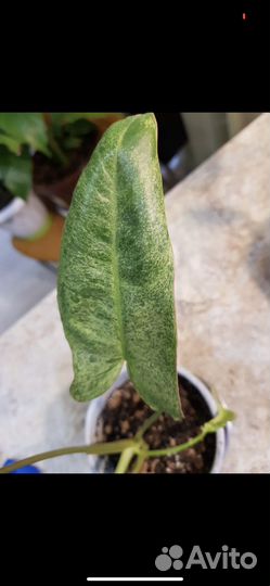 Сортовые филодендроны