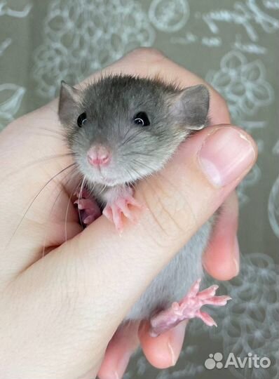 Крысята дамбо