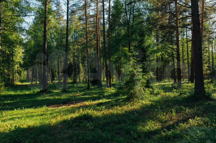 Участок 20 сот. (ИЖС)