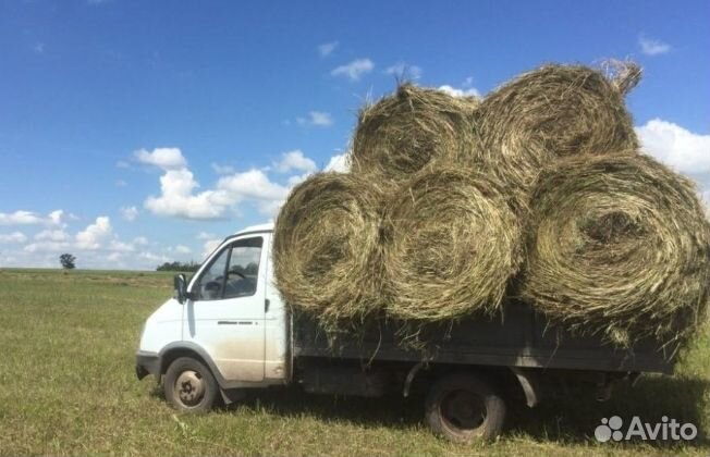 Сено свежее полевое