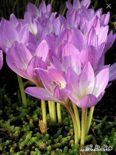 Цветы для сада