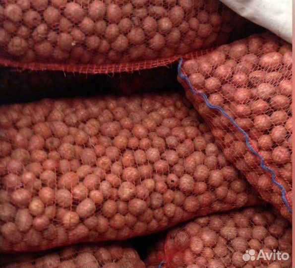 Картофель на корм скоту