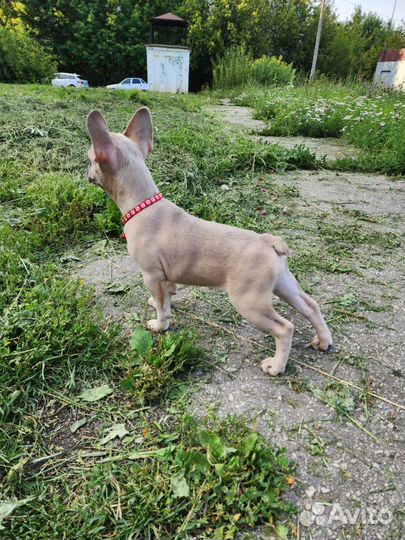 Шикарные детки французики