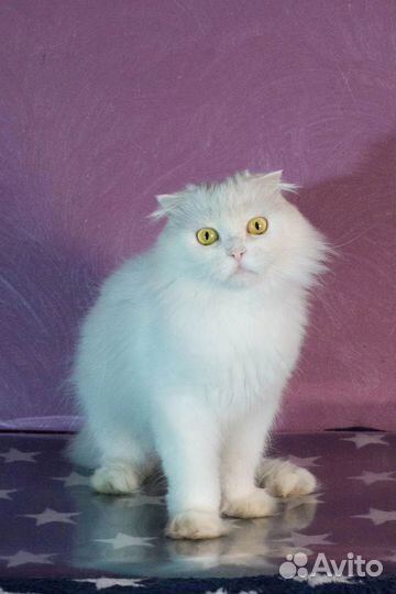 Кошка белая