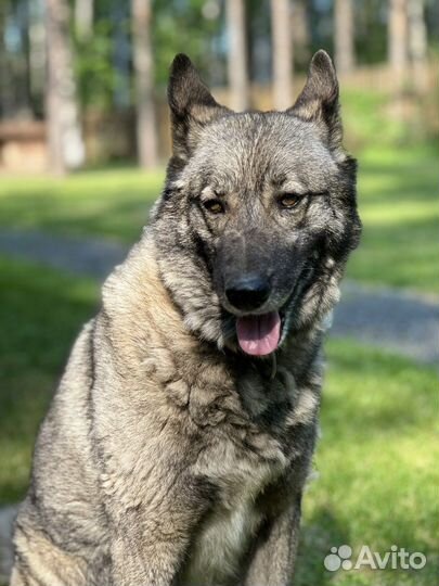 Чукотская ездовая в добрые руки