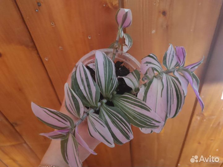 Традесканция розовая