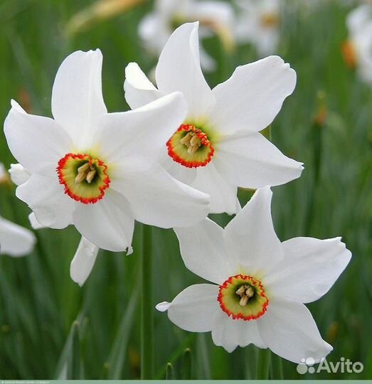 Луковицы нарциссов