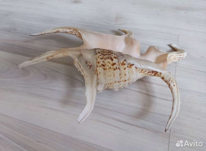 Ракушка среднеземноморская