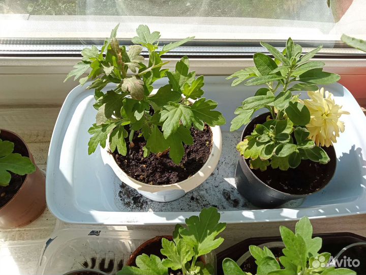 Хризантема кустовая саженцы