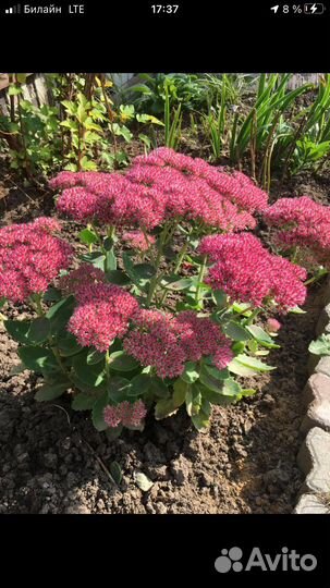 Очиток пурпурный