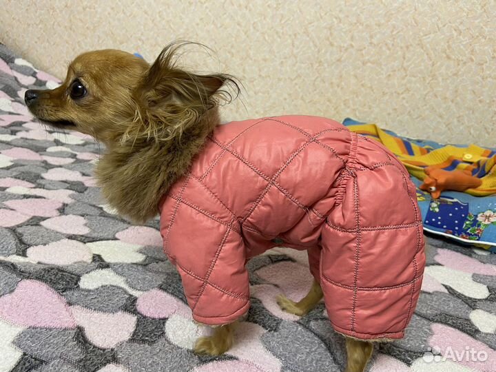 Зимний костюм для собак мелких пород