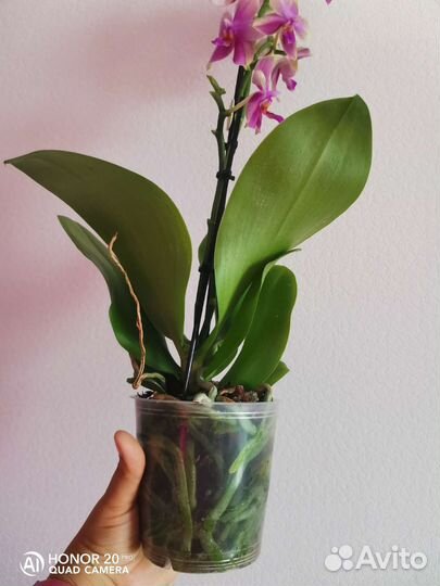 Орхидея фаленопсис лиодоро