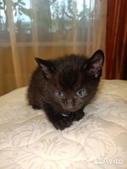 Ласкуша кошечка породы - Бомбей