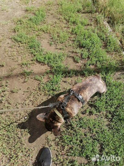 Французский бульдог