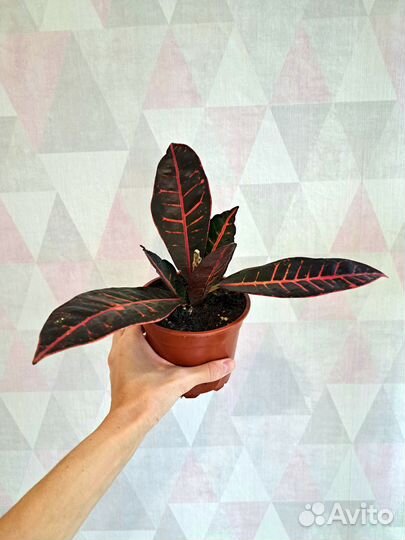 Кротоны и Молочай Синадениум Гранта